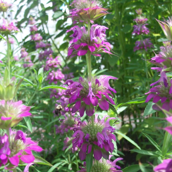 Lemon Bergamot, Bergamot, Lemon, Lemon bee balm, Monarda citriodora, Medicinal seeds, 270 seeds, Heirloom, GMO Free