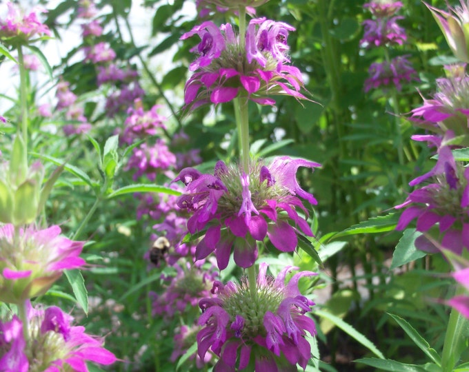 Lemon Bergamot, Bergamot, Lemon, Lemon bee balm, Monarda citriodora, Medicinal seeds, 270 seeds, Heirloom, GMO Free