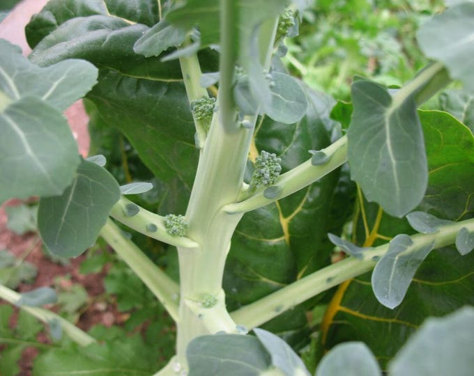 Broccoli, Calabrese green sprouting, Brassica Oleracea, Organic, 100 seeds per pack, Brassicaceae, Heirloom, GMO Free