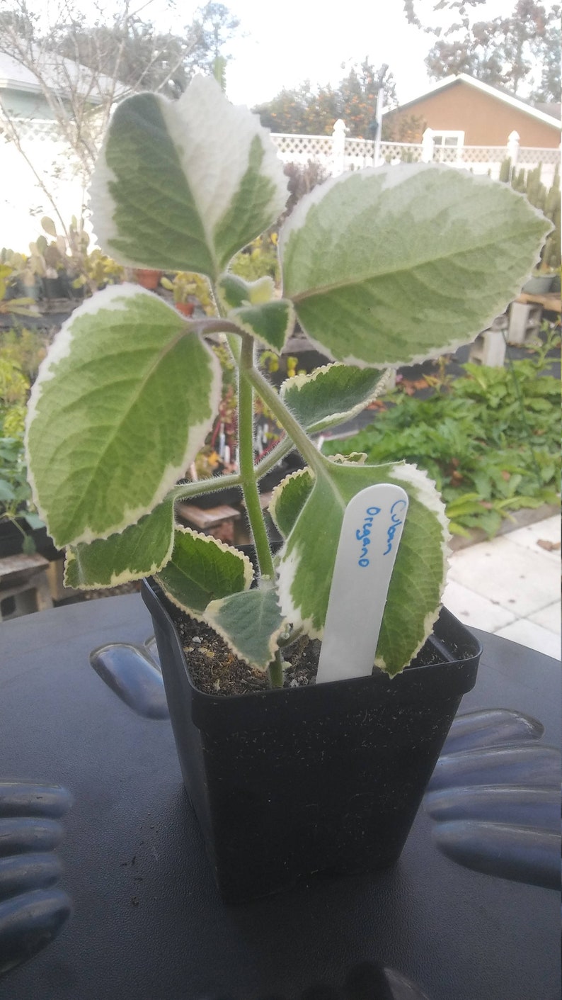 Cuban Oregano Variegated 4in Potted Plant Plectranthus Etsy