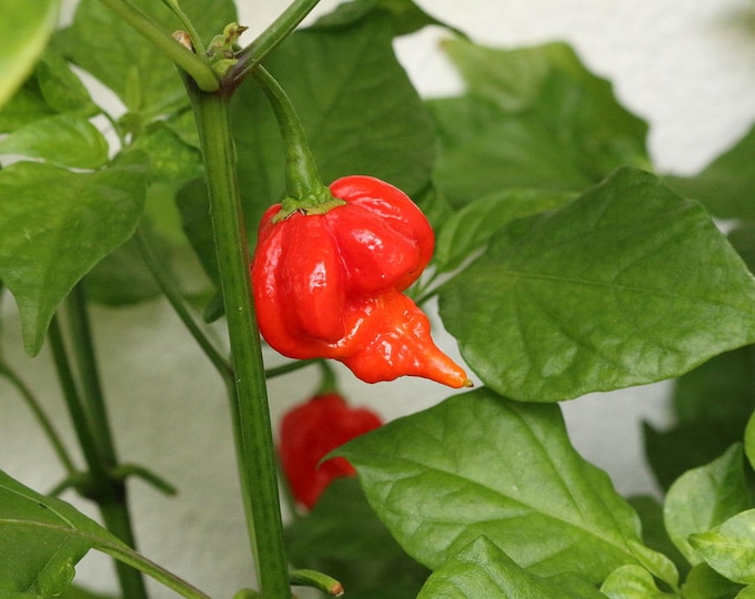 Pepper Seeds, Trinidad Scorpion "Butch T" ,capsicum chinense, 20 Seeds Per Pack, Organic, GMO Free,