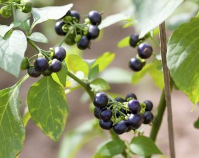 Sunberry, Solanum retroflexum, Organic seeds, Edible seeds,75 seeds per pack, GMO Free seeds, Solanaceae, Heirloom
