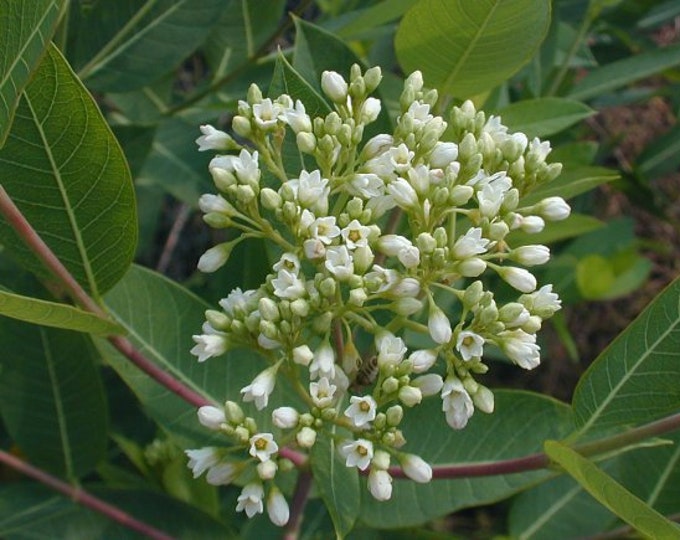 Dogbane, Apocynum cannabinum, Apocynaceae, 20 seeds per pack. Organic. GMO Free, Heirloom, Open Pollinated