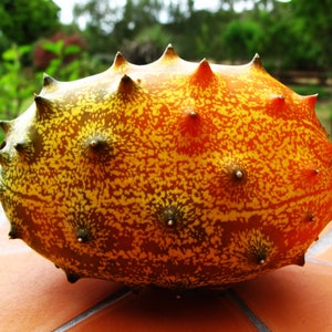 May include: A spiky, yellow and orange kiwano melon, also known as a horned melon, sits on a red tiled surface. The melon has a bumpy, textured skin with many small, sharp spines.