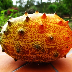 African Horned Melon, Cucumis metuliferus, 20 seeds per pack, Organic, Heirloom, GMO Free, Jelly Melon image 1