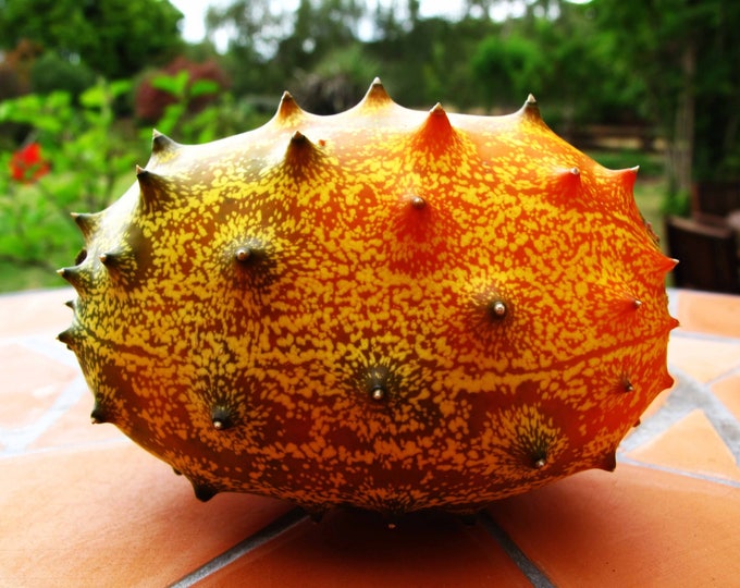 African Horned Melon, Cucumis metuliferus, 20 seeds per pack, Organic, Heirloom, GMO Free, Jelly Melon