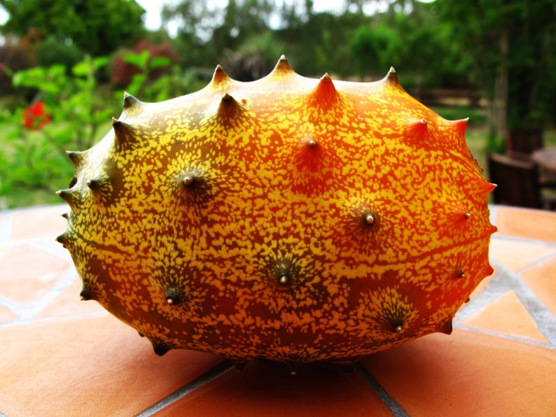 African Horned Melon, Cucumis metuliferus, 20 seeds per pack, Organic, Heirloom, GMO Free, Jelly Melon image 1