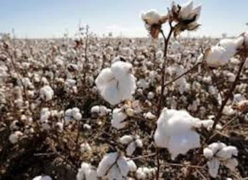 Cotton White White cotton Gossypium Hirsutum Organic GMO