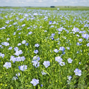 Flax Seed, Flax, Linum Usitatissimum, Medicinal Seeds,  50 Seeds Per Pack, Organic Seeds, GMO Free