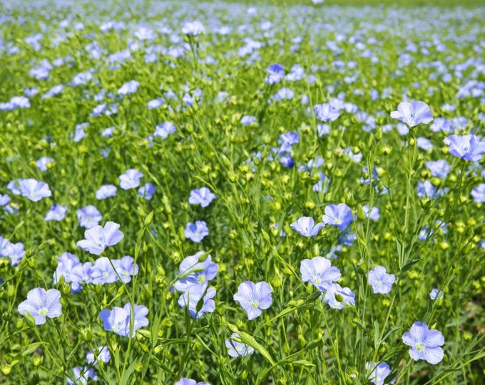 Flax Seed, Flax, Linum Usitatissimum, Medicinal Seeds,  50 Seeds Per Pack, Organic Seeds, GMO Free