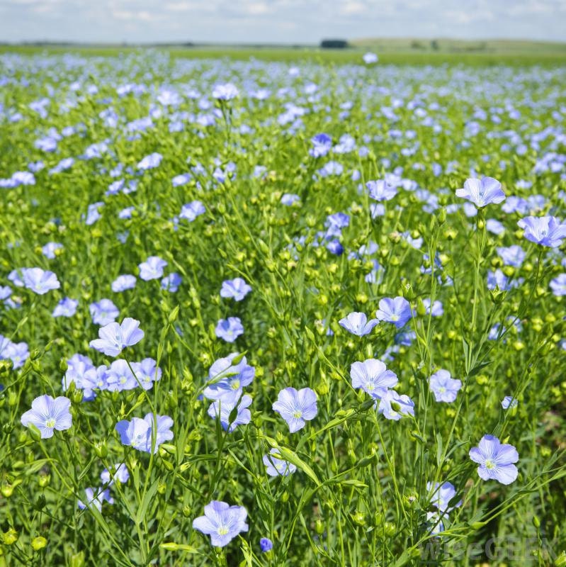 Linseed (Linseed or Flax - Linum usitatissimum L. ) - Medicinal Plants -  Kooperation Phytopharmaka