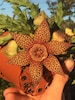 Cactus, Stapelia Lepida, Cactus Arrangements, Stapelia Cactus, 4' pot, Outdoor Gardening 