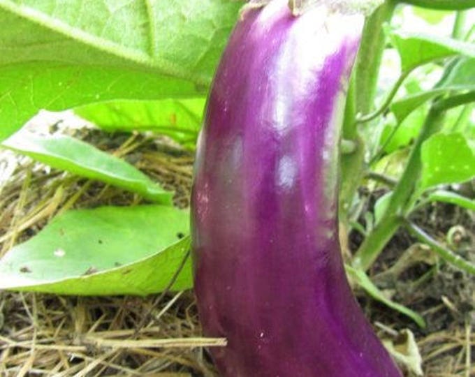 Edible Seeds, Eggplant, Ping tung long, solanum melongena, 20 Seeds per pack, heirloom, GMO Free, Ping Tung Long Eggplant, Organic