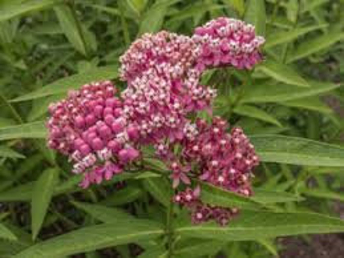 Milkweed Pink Swamp Asclepias incarnata 25 Seeds Per Pack | Etsy