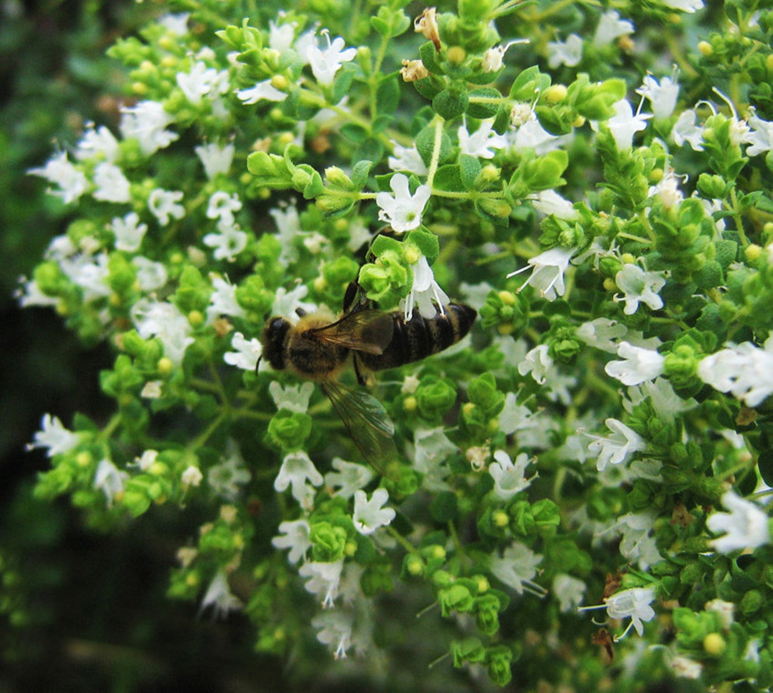 Oregano True Greek 150 Seeds per Pack Origanum Etsy