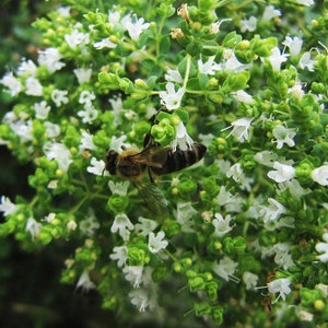Oregano, True Greek, 150 seeds per pack, Origanum Heracleoticum, Lamiaceae, Organic, GMO Free