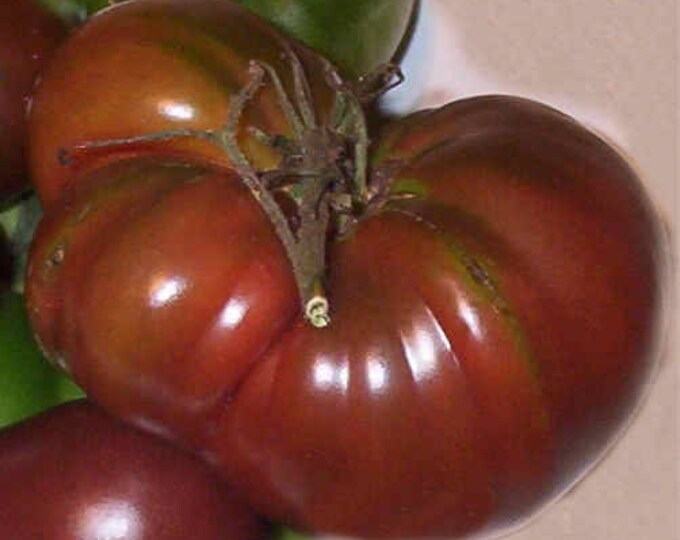 Tomato seeds, Black From Tula tomato, Solanum Lycopersicum, Organic, Heirloom, GMO Free, Edible Seeds, 25 seeds per pack