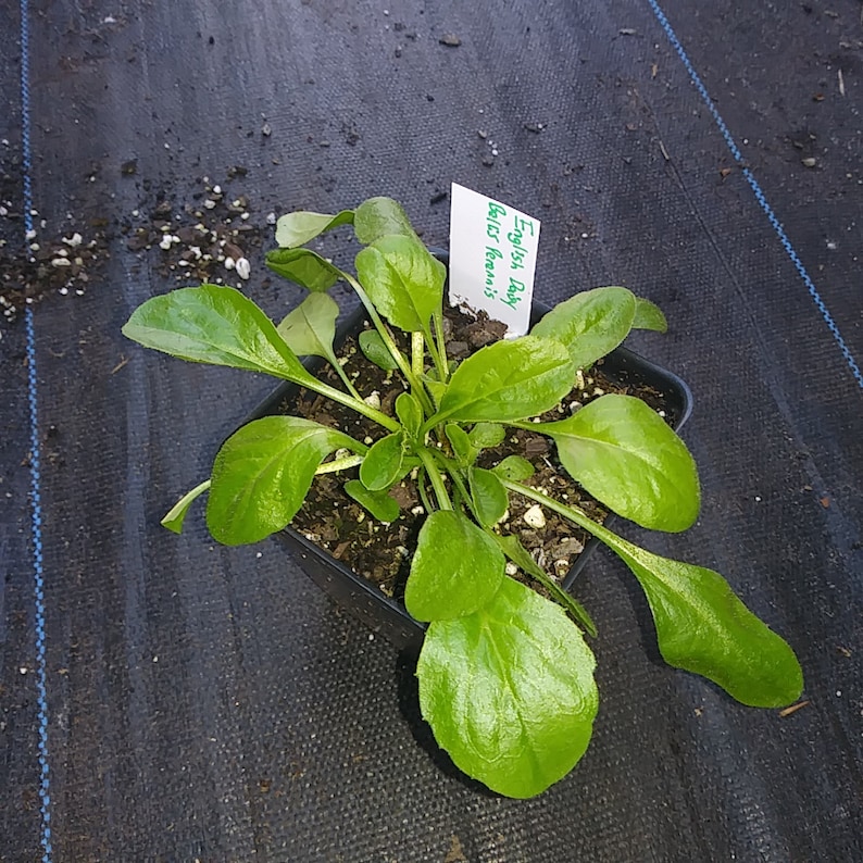 English Daisy 4in Potted Plant Daisy Asteraceae Organic Plants GMO Free Heirloom bellis perennis