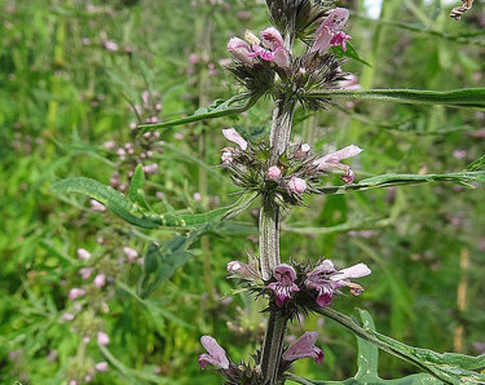 Medicinal Seeds, Siberian Motherwort, Motherwort, Siberian, Leonurus Sibericus, Organic, 75 seeds per pack,  Heirloom, GMO Free