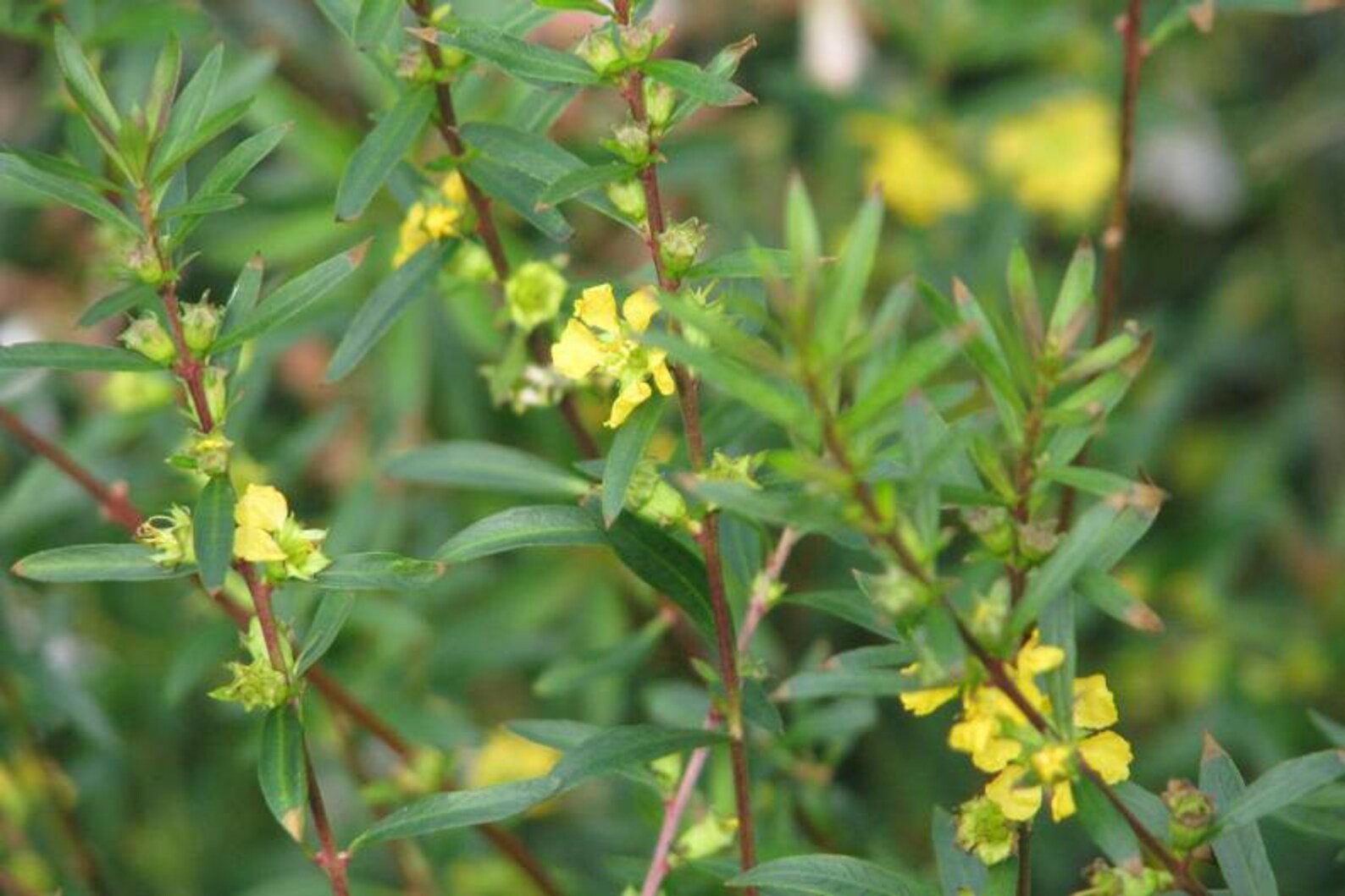 Medicinal Seeds Sinicuichi Heimia Salicifolia Organic 500 Etsy