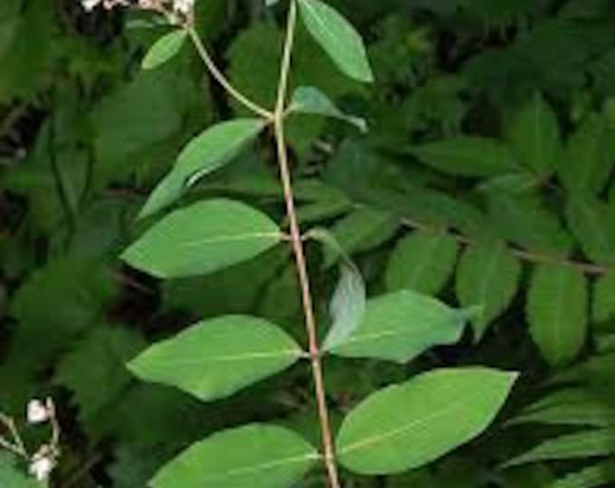 Medicinal Seeds, Dogbane, Apocynum cannabinum, Apocynaceae, 20 seeds per pack. Organic. GMO Free, Heirloom, Open Pollinated