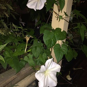 MoonFlower, Ipomoea Alba, Organic, 15 seeds per pack, Tropical white Morning Glory, Moon-vine, Medicinal, Heirloom image 3