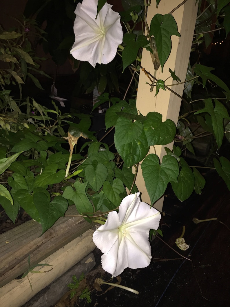 MoonFlower, Ipomoea Alba, Organic, 15 seeds per pack, Tropical white Morning Glory, Moon-vine, Medicinal, Heirloom image 3