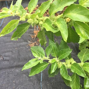 Peut inclure: Gros plan sur une plante verte feuillue avec de petites gousses de graines vert clair. La plante pousse dans un tissu paysager noir.