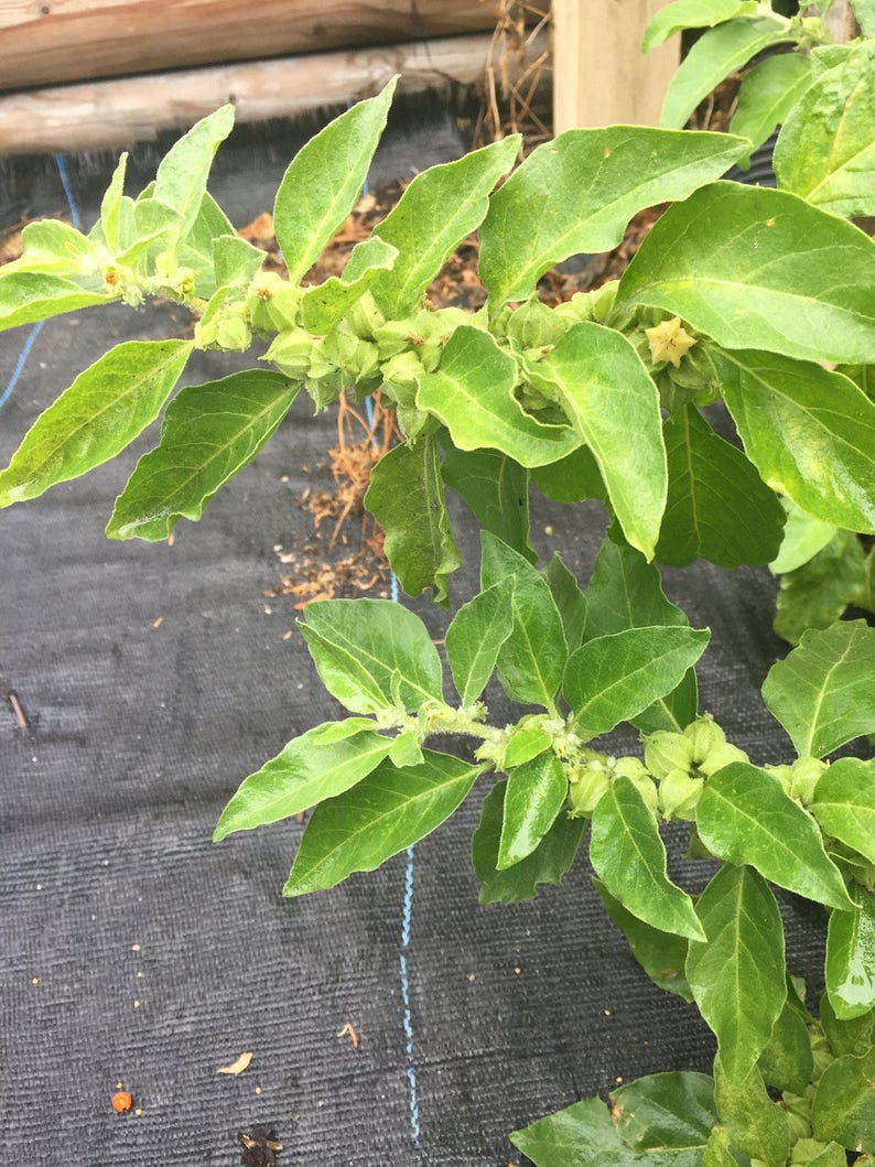 Peut inclure: Gros plan sur une plante verte feuillue avec de petites gousses de graines vert clair. La plante pousse dans un tissu paysager noir.