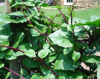 Spinach combo pack, Red Malabar Spinach, Basella Rubra, Egyptian Spinach, chorchorus olitorius, Medicinal Seeds, Organic, GMO Free, Heirloom