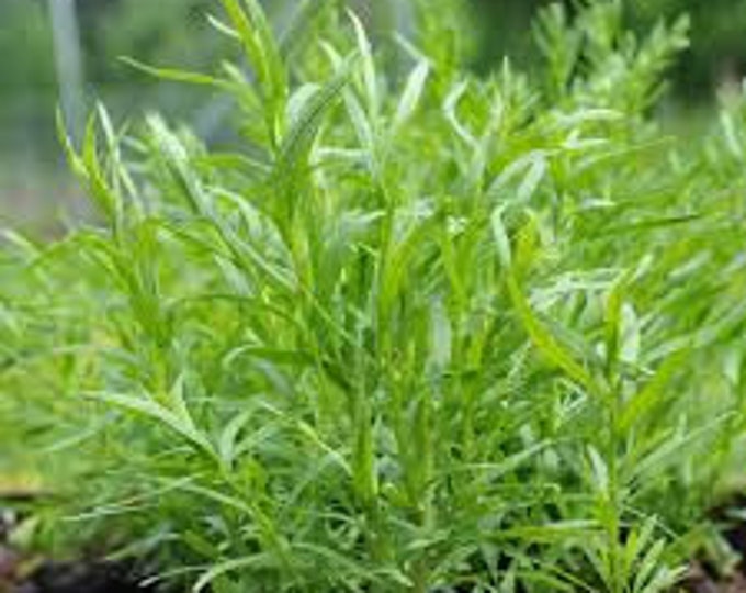 Tarragon, Russian, Russian Tarragon, Artemisia dracunculus L., 100 seeds per pack, GMO Free, Medicinal, Organic, Heirloom