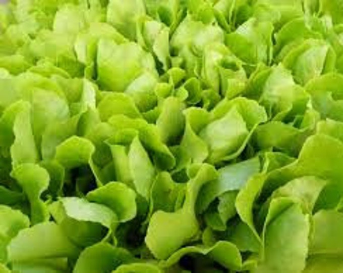 Lettuce, Strawberry Cabbage, Lactuca sativa, 100 Seeds Per Pack, Organic, heirloom, GMO Free