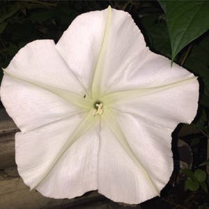 MoonFlower, Ipomoea Alba, Organic, 15 seeds per pack, Tropical white Morning Glory, Moon-vine, Medicinal, Heirloom image 4