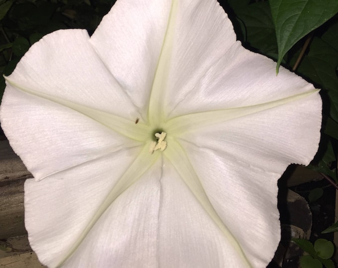 MoonFlower, Ipomoea Alba, Organic, 15 seeds per pack, Tropical white Morning Glory, Moon-vine, Medicinal, Heirloom