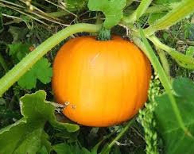 Pumpkin, Jack O' Lantern Pumpkin, Cucurbita Maxima, 15 Seeds per pack, Organic, GMO Free, Organic Heirloom