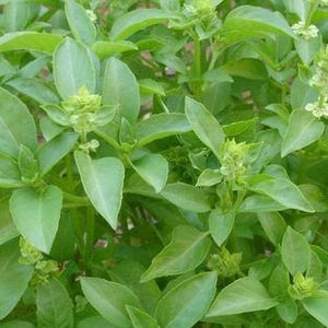 Kivumbasi Lime Basil, Ocimum Canum, Lamiaceae , Edible, Seeds, GMO Free, 50 seeds per pack, Heirloom image 4