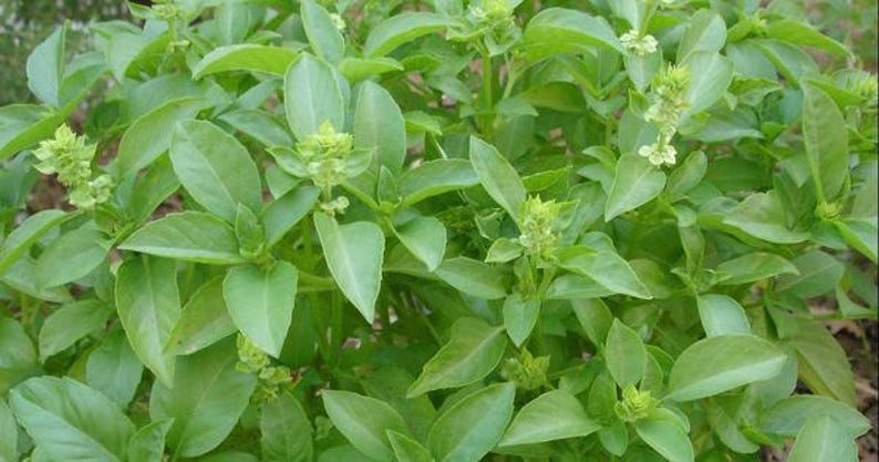 Kivumbasi Lime Basil, Ocimum Canum, Lamiaceae , Edible, Seeds, GMO Free, 50 seeds per pack, Heirloom image 4