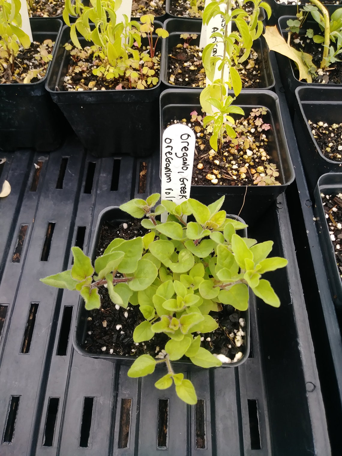 Oregano True Greek 150 Seeds per Pack Origanum Etsy