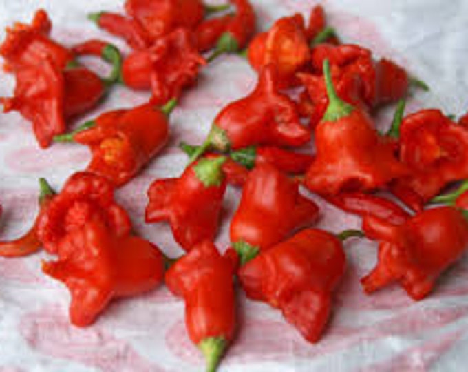 Bishop's Cap Pepper, Capsicum Baccatum, Organic, Gmo Free, Clown Pepper, Bishops crown,Heirloom Organic Seeds