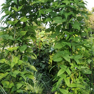 Winged Bean, Edible Seeds, psophocarpus Tetragonolobus, Heirloom Seeds, Organic, 15 Seeds Per Pack, GMO Free, Organic Gardening