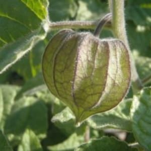 Cape Gooseberry, Physalis peruviana, 100 seeds per pack, Organic, GMO Free Seeds, Solanaceae