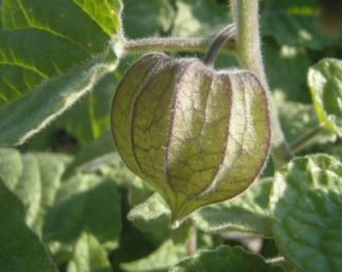 Cape Gooseberry, Physalis peruviana, 100 seeds per pack, Organic, GMO Free Seeds, Solanaceae