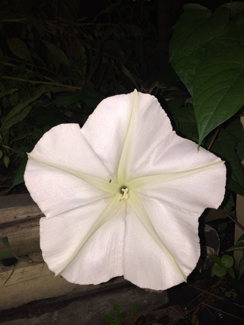 MoonFlower, Ipomoea Alba, Organic, 15 seeds per pack, Tropical white Morning Glory, Moon-vine, Medicinal, Heirloom image 5