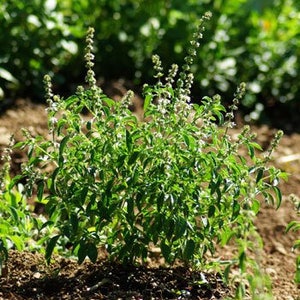 Kivumbasi Lime Basil, Ocimum Canum, Lamiaceae , Edible, Seeds, GMO Free, 50 seeds per pack, Heirloom image 5