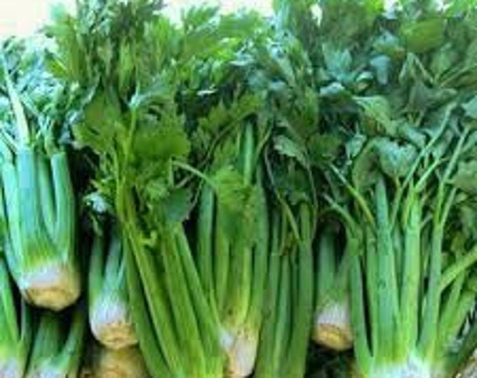 Celery, Tall Utah Celery, Apium graveolens var. dulce, 100 Seeds Per Pack, Organic, Heirloom, GMO Free