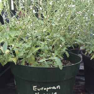 European Vervain, Verbena officinalis, Organic, Medicinal Seeds, 50 seeds per pack, Organic Gardening, European Vervain image 2
