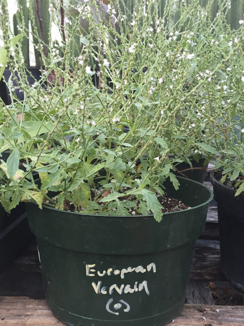 European Vervain, Verbena officinalis, Organic, Medicinal Seeds, 50 seeds per pack, Organic Gardening, European Vervain image 2