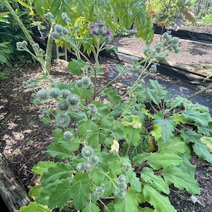 Burdock, Articum lappa, 40 Seeds Per Pack, Asteraceae, Organic Seeds