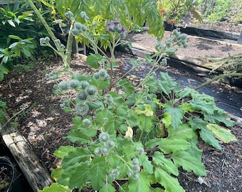 Burdock, Articum lappa, 40 Seeds Per Pack, Asteraceae, Organic Seeds