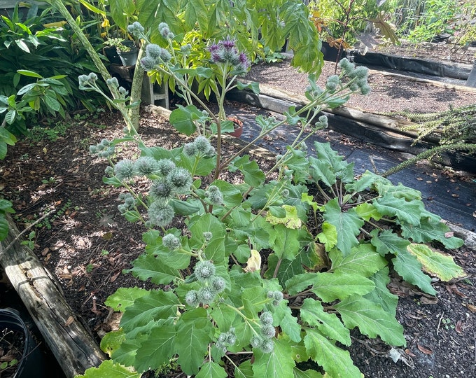 Burdock, Articum lappa, 40 Seeds Per Pack, Asteraceae, Organic Seeds